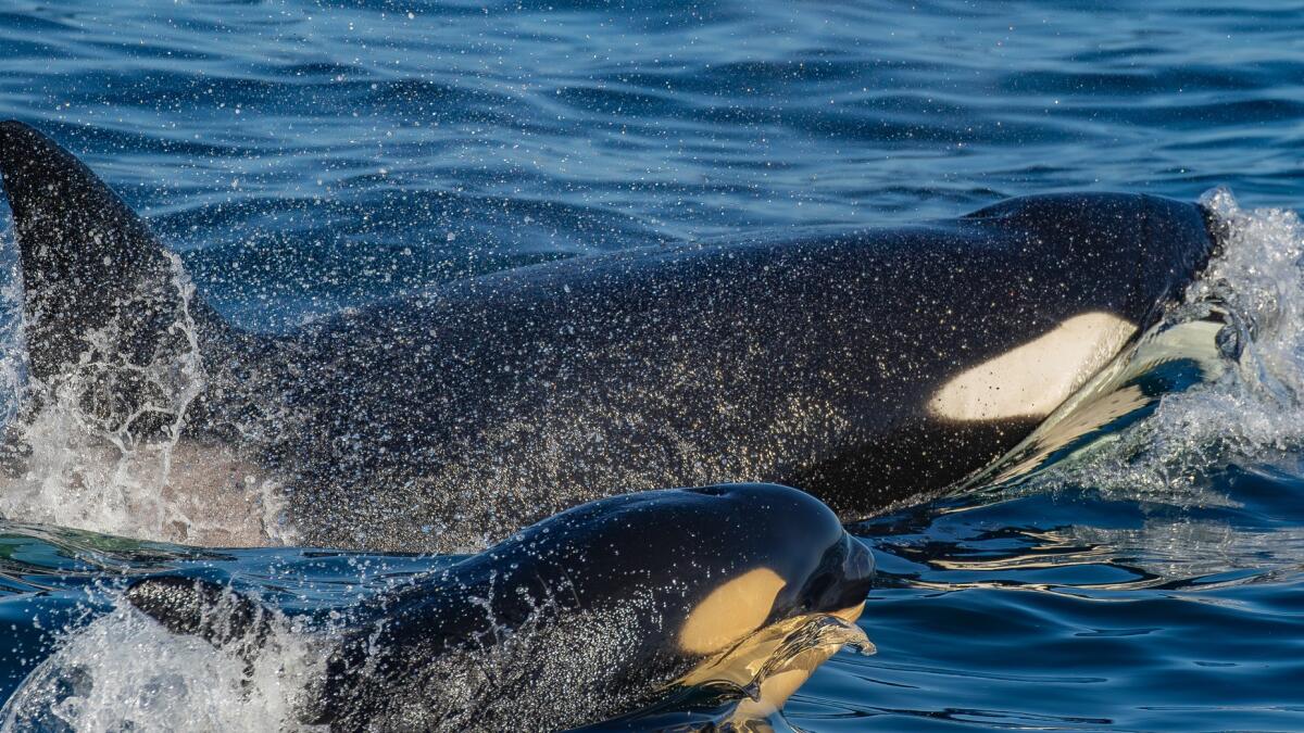 Killer whale punts a sea lion 20 feet in the air to show calf how it's done